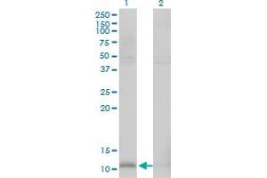 Western Blot analysis of HSPE1 expression in transfected 293T cell line by HSPE1 monoclonal antibody (M01), clone 4C11-B11. (HSPE1 antibody  (AA 1-102))