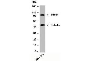 Western blot testing of mouse samples with beta Tubulin antibody at 2ug/ml. (TUBB antibody  (C-Term))