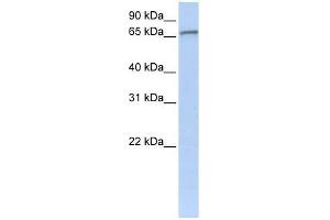 ZNF41 antibody used at 0. (ZNF41 antibody  (C-Term))