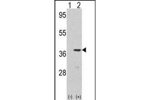 Western blot analysis of CDK3(arrow) using rabbit polyclonal CDK3 Antibody (N-term Y19) . (CDK3 antibody  (N-Term))