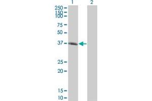 Western Blot analysis of SPI1 expression in transfected 293T cell line by SPI1 monoclonal antibody (M01), clone 1A3.