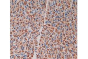 Used in DAB staining on fromalin fixed paraffin- embedded stomach tissue (MIA antibody  (AA 36-127))