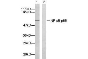 Western blot analysis of extracts from HeLa cells using NF-κB p65 ( Ab-276) antibody (E021011). (NF-kB p65 antibody)