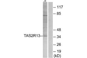 Western blot analysis of extracts from Jurkat cells, using TAS2R13 antibody. (TAS2R13 antibody  (Internal Region))