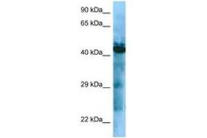 Image no. 1 for anti-Growth Hormone Secretagogue Receptor (GHSR) (AA 237-286) antibody (ABIN6748308) (GHSR antibody  (AA 237-286))