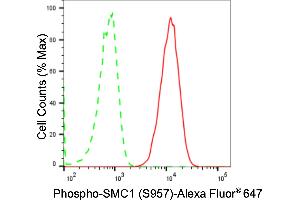 Flow cytometric analysis of Phospho-SMC1 (S957) expression in HAP-1 cells using Phospho-SMC1 (S957) antibody (ABIN7800447), 1:2,000).