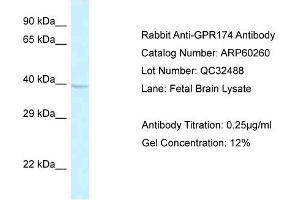 Western Blotting (WB) image for anti-G Protein-Coupled Receptor 174 (GPR174) (C-Term) antibody (ABIN2774282)