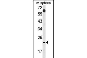 Western blot analysis of CD7 Antibody (Center) (ABIN653689 and ABIN2843012) in mouse spleen tissue lysates (35 μg/lane). (CD7 antibody  (AA 65-91))