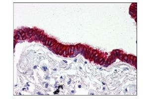 Image no. 1 for anti-SCO2 Cytochrome C Oxidase Assembly Protein (SCO2) (C-Term) antibody (ABIN303242) (SCO2 antibody  (C-Term))