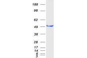 HNRNPK Protein (Transcript Variant 1) (Myc-DYKDDDDK Tag)