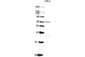 Western Blotting (WB) image for anti-Cell Division Cycle 6 Homolog (S. Cerevisiae) (CDC6) (AA 1-326) antibody (ABIN2451939) (CDC6 antibody  (AA 1-326))