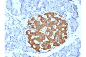 Formalin-fixed, paraffin-embedded Rat Pancreas stained with Insulin Mouse Monoclonal Antibody (IRDN/794).