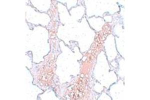 Immunohistochemistry (IHC) image for anti-Receptor Accessory Protein 2 (REEP2) (Middle Region) antibody (ABIN1031057) (REEP2 antibody  (Middle Region))