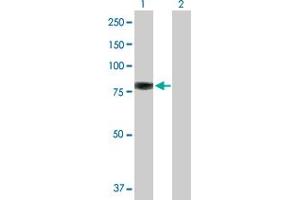 Western Blot analysis of EZR expression in transfected 293T cell line by EZR MaxPab polyclonal antibody. (Ezrin antibody  (AA 1-586))