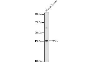 Western blot analysis of extracts of various cell lines, using MAFG antibody (ABIN7270895) at 1:1000 dilution. (Mafg antibody  (AA 1-162))