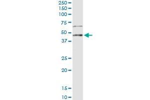 Immunoprecipitation of LEFTY2 transfected lysate using anti-LEFTY2 MaxPab rabbit polyclonal antibody and Protein A Magnetic Bead , and immunoblotted with LEFTY2 purified MaxPab mouse polyclonal antibody (B01P) . (LEFTY2 antibody  (AA 1-366))