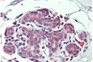 Anti-ITGA6 / CD49f antibody  ABIN960787 IHC staining of human breast. (ITGA6 antibody  (N-Term))