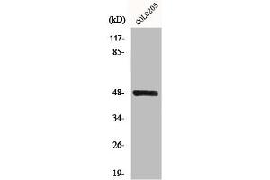 Western Blot analysis of COLO205 cells using MST-3 Polyclonal Antibody (STK24 antibody  (C-Term))