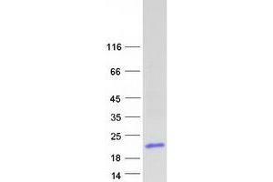 Validation with Western Blot (DEFA6 Protein (Myc-DYKDDDDK Tag))