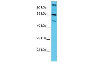 Western Blotting (WB) image for anti-Tubulin tyrosine Ligase-Like Family, Member 10 (TTLL10) (N-Term) antibody (ABIN2790879) (TTLL10 antibody  (N-Term))