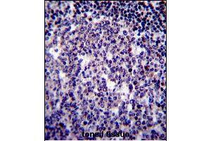 BIRC3 Antibody (N-term) (ABIN657941 and ABIN2846885) immunohistochemistry analysis in formalin fixed and paraffin embedded human tonsil tissue followed by peroxidase conjugation of the secondary antibody and DAB staining. (BIRC3 antibody  (N-Term))
