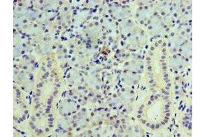 Immunohistochemistry of paraffin-embedded human pancreatic tissue using ABIN7175476 at dilution of 1:100 (VAMP3 antibody  (AA 1-80))