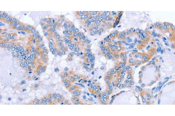 FGF4 antibody
