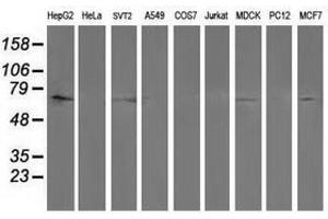 Image no. 2 for anti-Protein tyrosine Phosphatase, Non-Receptor Type 11 (PTPN11) antibody (ABIN1500499) (PTPN11 antibody)
