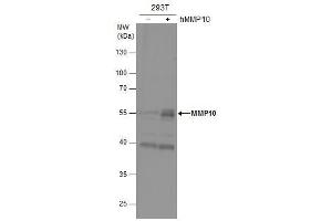 WB Image MMP10 antibody detects MMP10 protein by western blot analysis. (MMP10 antibody)