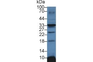Detection of ATP1b3 in Mouse Heart lysate using Polyclonal Antibody to Sodium/potassium Transporting ATPase Subunit Beta-3 (ATP1b3) (ATP1B3 antibody  (AA 61-277))