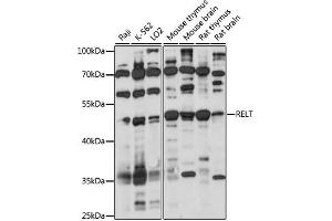 Western blot analysis of extracts of various cell lines, using RELT antibody (ABIN7269911) at 1:1000 dilution. (RELT antibody  (AA 26-162))