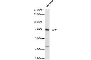 Western blot analysis of extracts of Rat heart, using AFM antibody (ABIN6290052) at 1:1000 dilution.