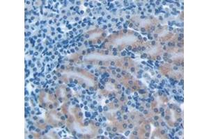 IHC-P analysis of Mouse Tissue, with DAB staining. (Galectin 3 antibody  (AA 2-264))