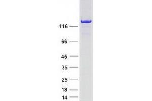 Western Blotting (WB) image for phospholipase C, beta 1 (phosphoinositide-Specific) (PLCB1) (Transcript Variant 2) protein (Myc-DYKDDDDK Tag) (ABIN2729130)