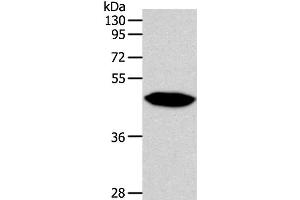 Western Blot analysis of Human fetal brain tissue using NPY1R Polyclonal Antibody at dilution of 1:500 (NPY1R antibody)