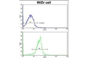 Flow cytometric analysis of widr cells using XPO1 Antibody (C-term)(bottom histogram) compared to a negative control cell (top histogram). (XPO1 antibody  (C-Term))