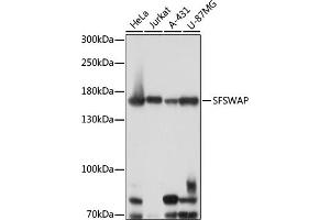 Western blot analysis of extracts of various cell lines, using SFSWAP antibody (ABIN7270551) at 1:1000 dilution. (SFRS8 antibody  (AA 170-280))
