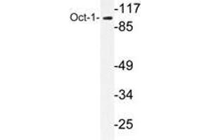 Western blot analysis of Oct-1 antibody in extracts from COLO205 cells. (POU2F1 antibody)