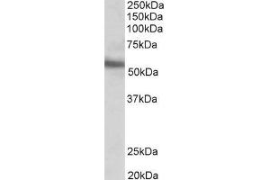 ABIN185550 (0. (ERG antibody  (C-Term))