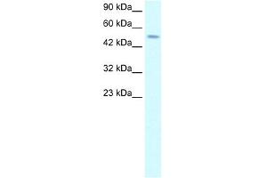 WB Suggested Anti-TFAP2D Antibody Titration: 2.