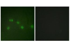 Immunofluorescence (IF) image for anti-Grr1p (GRR1) (N-Term) antibody (ABIN1849262) (Grr1p antibody  (N-Term))
