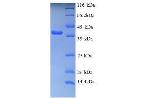 SDS-PAGE (SDS) image for Cytochrome C, Somatic (CYCS) (AA 2-105) protein (GST tag) (ABIN5709373) (Cytochrome C Protein (AA 2-105) (GST tag))