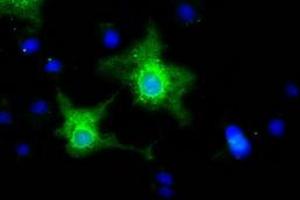 Immunofluorescence (IF) image for anti-Ephrin A2 (EFNA2) antibody (ABIN1497955) (Ephrin A2 antibody)