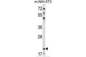 Western blot analysis of NIP7 Antibody (C-term) in NIH-3T3 cell line lysates (35ug/lane). (NIP7 antibody  (C-Term))