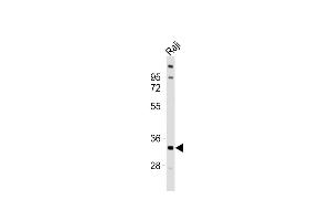 Anti-TNFRSF14 Antibody (C-term)at 1:1000 dilution + Raji whole cell lysates Lysates/proteins at 20 μg per lane. (HVEM antibody  (C-Term))