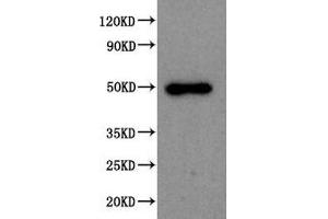 Western Blot Positive WB detected in: 293T whole cell lysate All lanes: SPOCK1 antibody at 1:2000 Secondary Goat polyclonal to rabbit IgG at 1/50000 dilution Predicted band size: 50 kDa Observed band size: 50 kDa