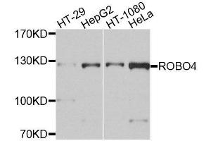 Western blot analysis of extracts of various cell lines, using ROBO4 antibody. (ROBO4 antibody  (AA 848-1007))