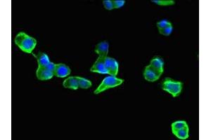 Immunofluorescent analysis of HepG2 cells using ABIN7152149 at dilution of 1:100 and Alexa Fluor 488-congugated AffiniPure Goat Anti-Rabbit IgG(H+L) (EIF3C antibody  (AA 201-500))