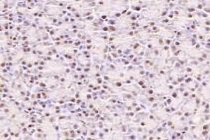 Immunohistochemistry analysis of paraffin-embedded rat pancreas using,NUBP2 (ABIN7074922) at dilution of 1: 600 (NUBP2 antibody)