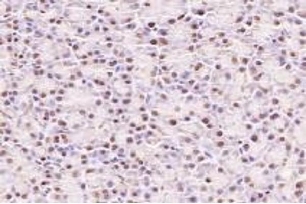 NUBP2 antibody